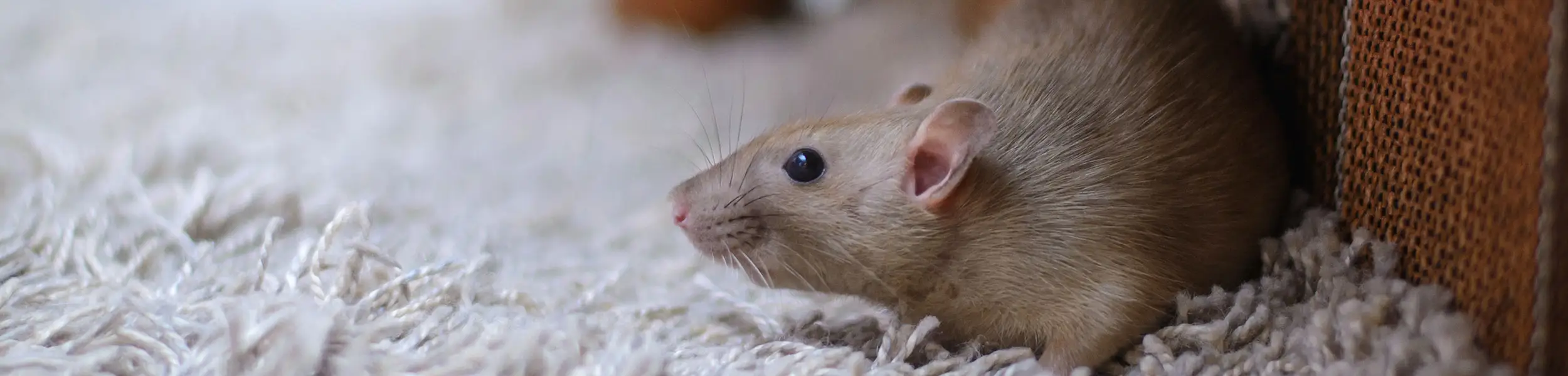 Ratte in städtischer Umgebung – Rattenbekämpfung und Deratisierung in Zürich